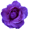 Flower Rose Wild Blue Purple Transparent Image